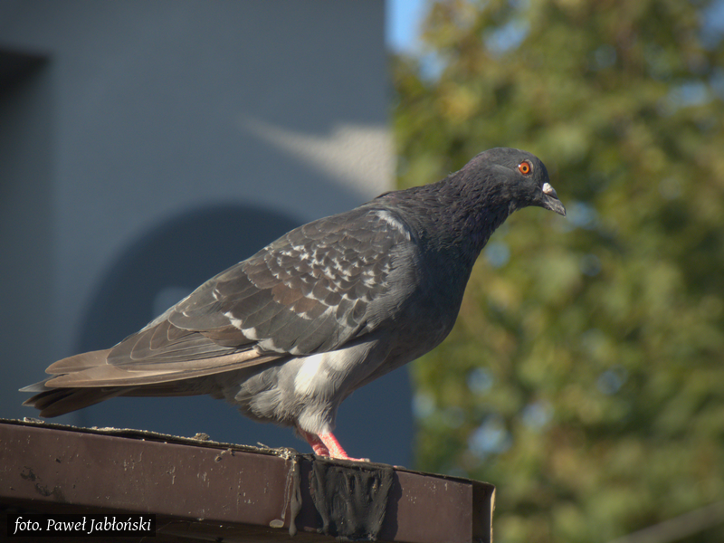 Gołąb na podwórku w miejscu kwaterunku