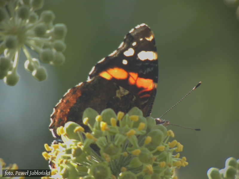 W ogrodzie jest mnóstwo owadów