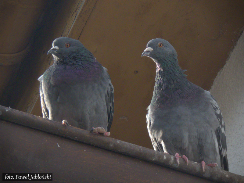 Gołębie na miejscu kwaterunku